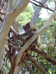 Koala in Macs Backyard.  He didn't look to impressed with me.