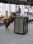 Pig Drinking in Rundle Mall (aparently famous)
