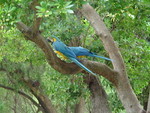 Mackaw's flying around for Presentation