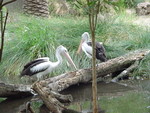 Pelicans