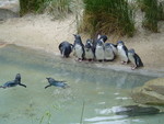 Scott here are your Blue Penguins!!