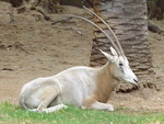 Scimitar-Horned Oryx (God knows what it is)