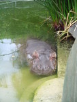 Ahhhh... Hippos, silent killers, aren't they cute!