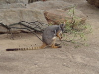 Highlight for Album: Adelaide Zoo
