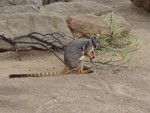 Hey John!!!!  Watch out for the Wallaby!!!!