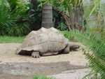 105cm long and 120kg...  Thats a big turtle!!!!!!