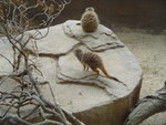 Meerkat